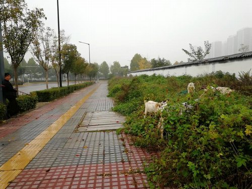 工地上的那抹風(fēng)景