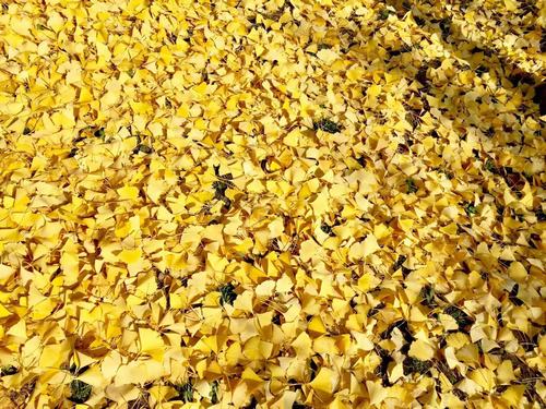 銀杏千年，等候的是秋的思念