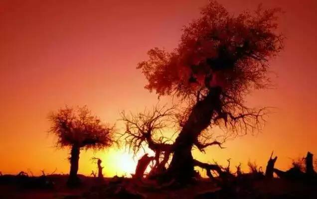 夕陽(yáng)下的胡楊林