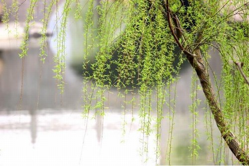 報(bào)春的使者--柳樹(shù)