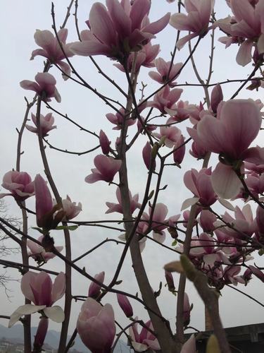 花開(kāi)如詩(shī)