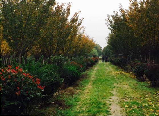 陜煤建設(shè)綠宇園林公司：以自有苗木為設(shè)計(jì)基礎(chǔ)，打造“花園式”工程