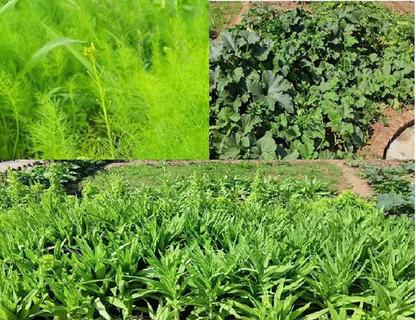 小小菜園 勞動(dòng)喜收獲