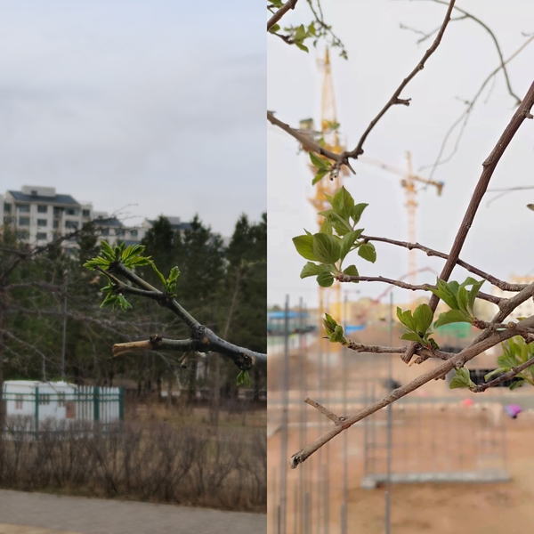 抬頭看，鄂爾多斯的春天