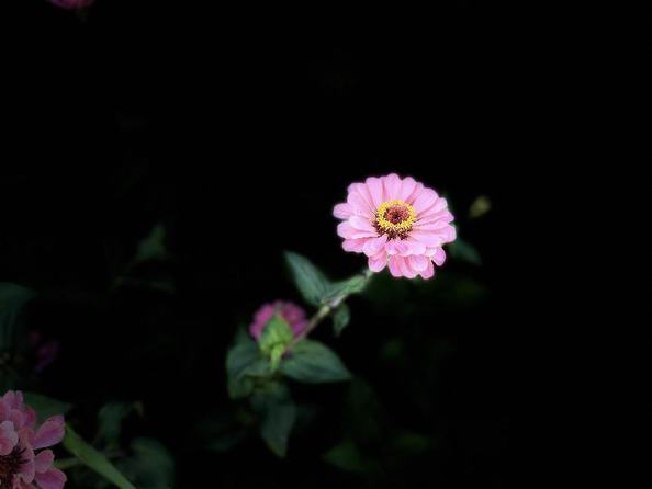 百花爭(zhēng)艷