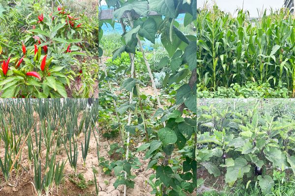 陜煤建設(shè)天工公司土建第七項(xiàng)目部：小小“菜園”，播種即是收獲