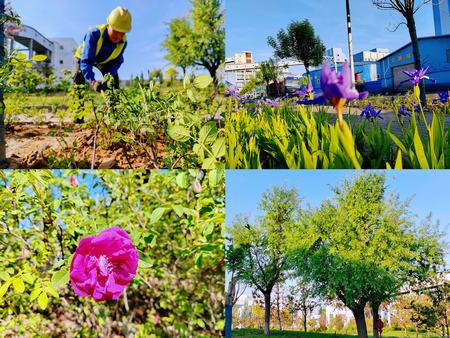 陜煤建設(shè)洗選煤運營公司紅柳林洗煤廠項目部： 夯實“綠”的底色    呵護“眼”的清靈