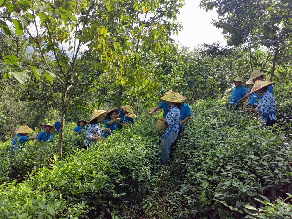 陜煤建設(shè)煤礦運(yùn)營服務(wù)分公司：赴天池村開展主題黨日活動