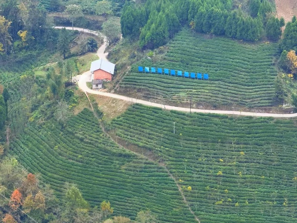 陜煤建設(shè)定點幫扶村：春茶采摘忙  產(chǎn)業(yè)興旺正當(dāng)時