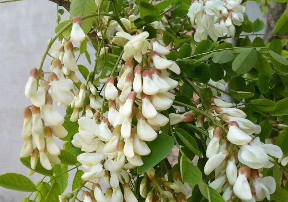 走！鉤洋槐花去！
