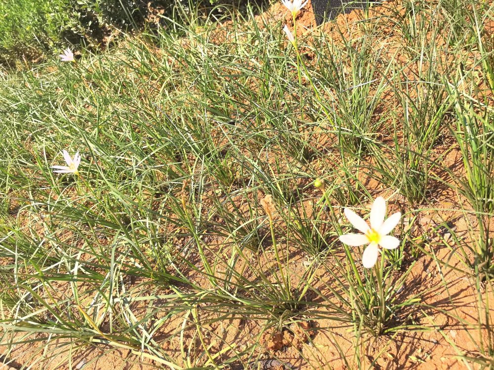 電廠花開時，奮斗自成章